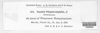 Uromyces polygoni-avicularis image